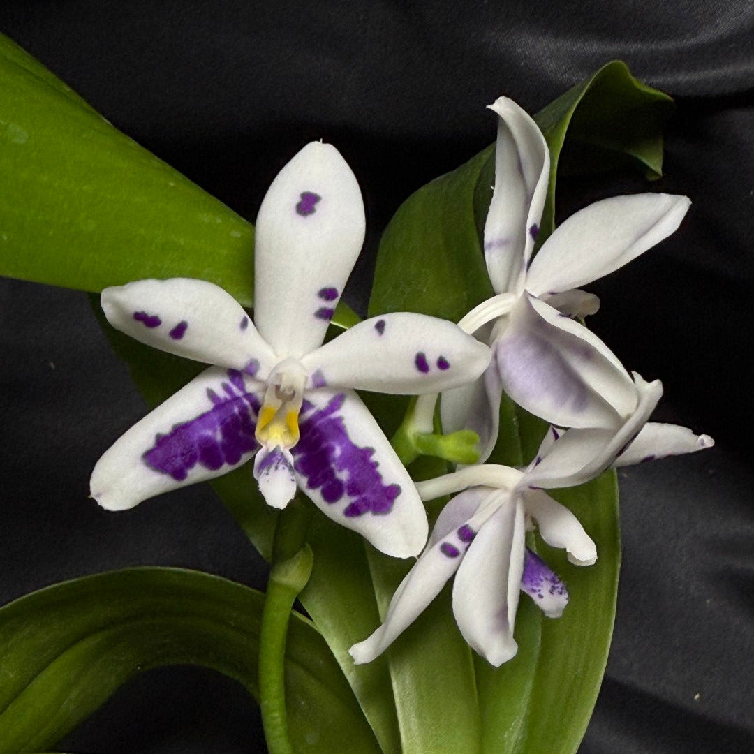 ✨お得14種MIX【167】雲竜　アジサイ　フィリカ　マグノリア　ユーカリ　生花 KM3661 Phalaenopsis Lioulin Blue Peacock x sib - Seed Grown – Big