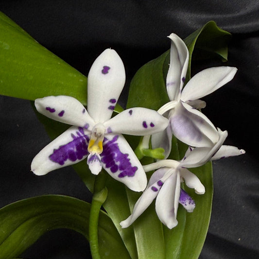 KM3661 Phalaenopsis Lioulin Blue Peacock x sib - Seed Grown 260703-C Flowering