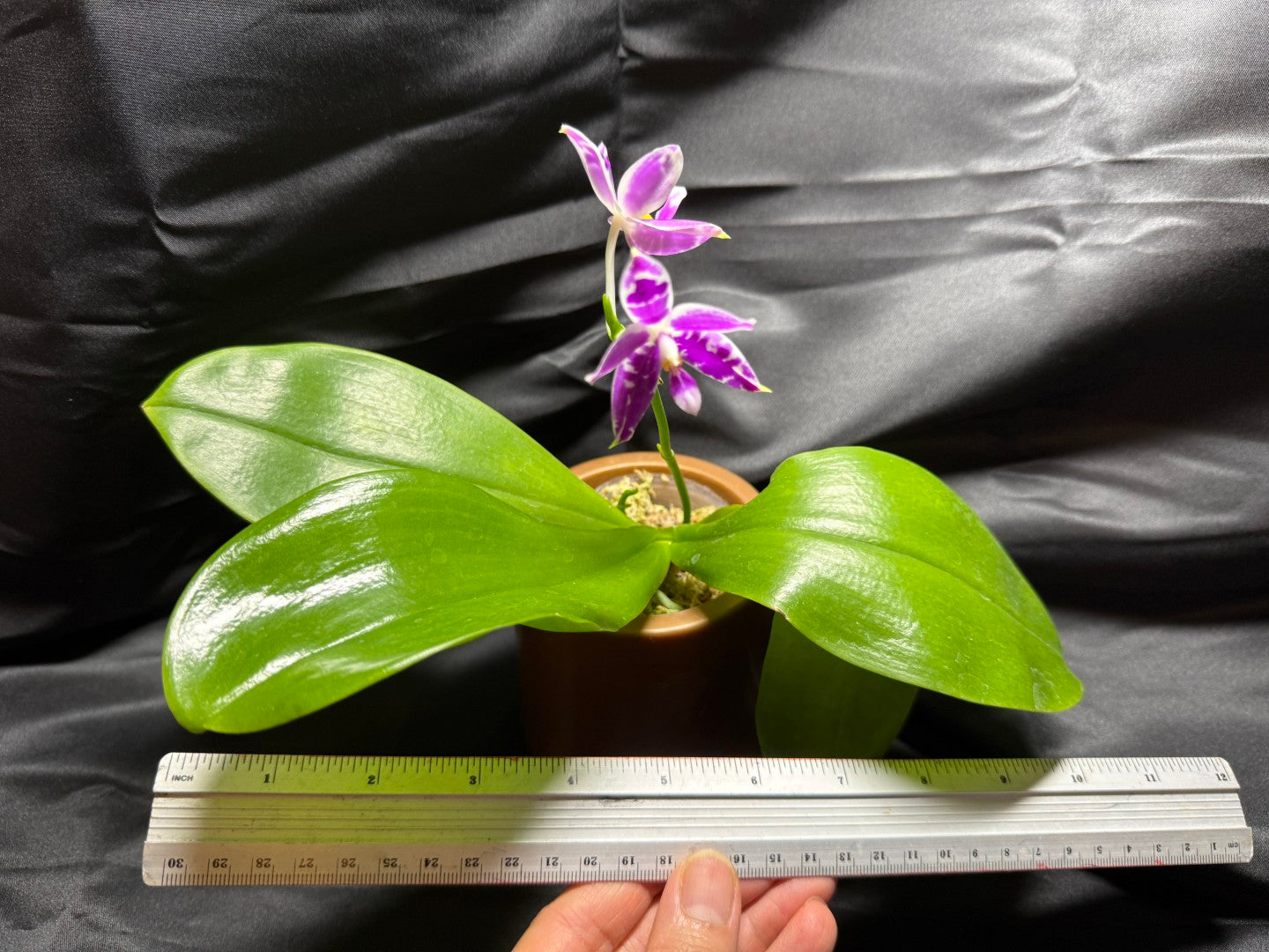 KM3661 Phalaenopsis Lioulin Blue Peacock x sib - Seed Grown 260703 Flowering