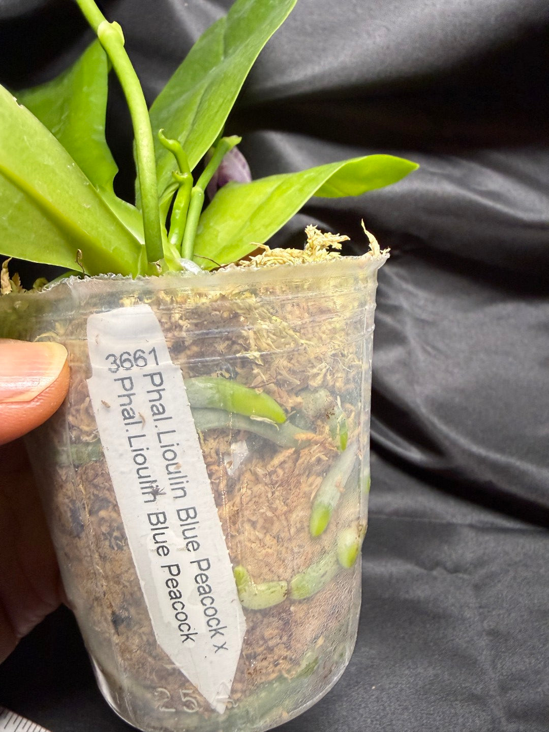 KM3661 Phalaenopsis Lioulin Blue Peacock x sib - Seed Grown 260703 Flowering