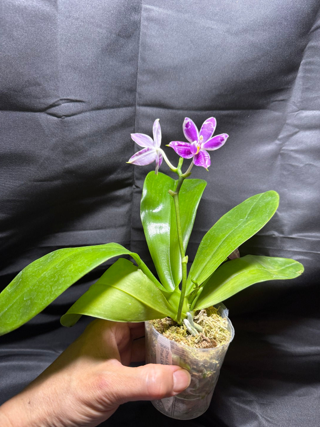 KM3661 Phalaenopsis Lioulin Blue Peacock x sib - Seed Grown 260703 Flowering