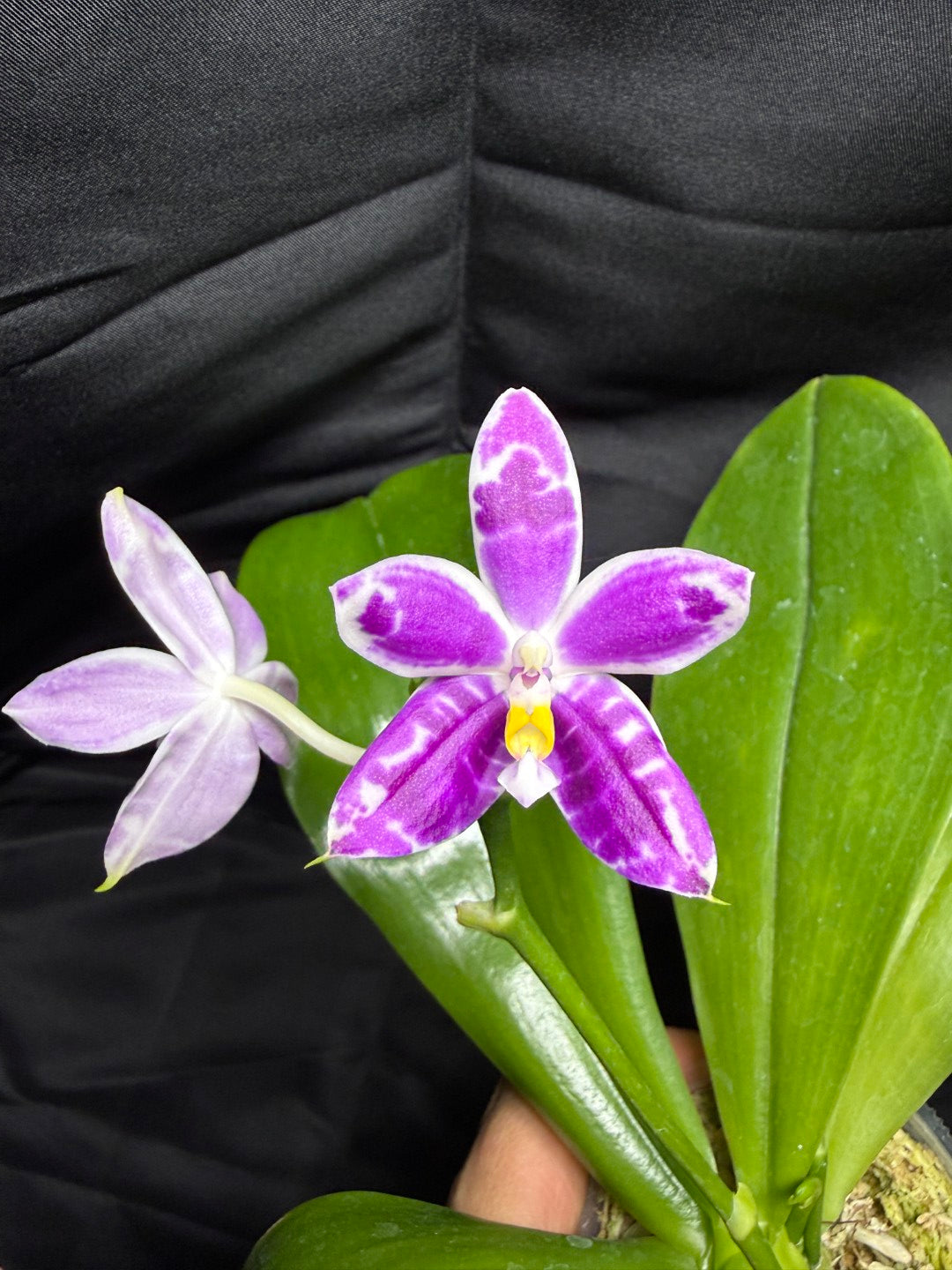KM3661 Phalaenopsis Lioulin Blue Peacock x sib - Seed Grown – Big