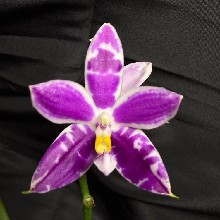 KM3661 Phalaenopsis Lioulin Blue Peacock x sib - Seed Grown 260703 Flowering