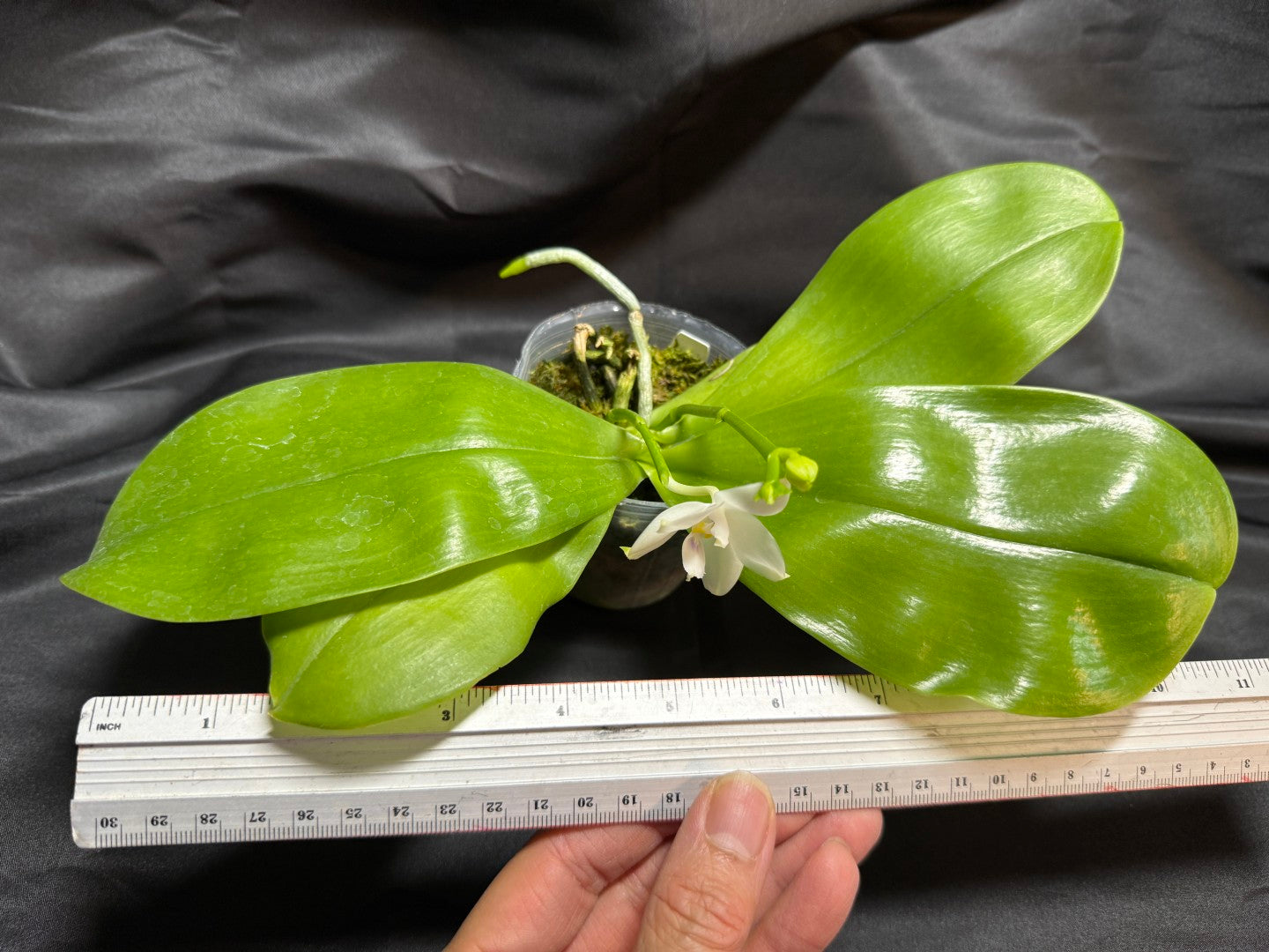 KM3661 Phalaenopsis Lioulin Blue Peacock x sib - Seed Grown 260707-A Flowering 2 spikes