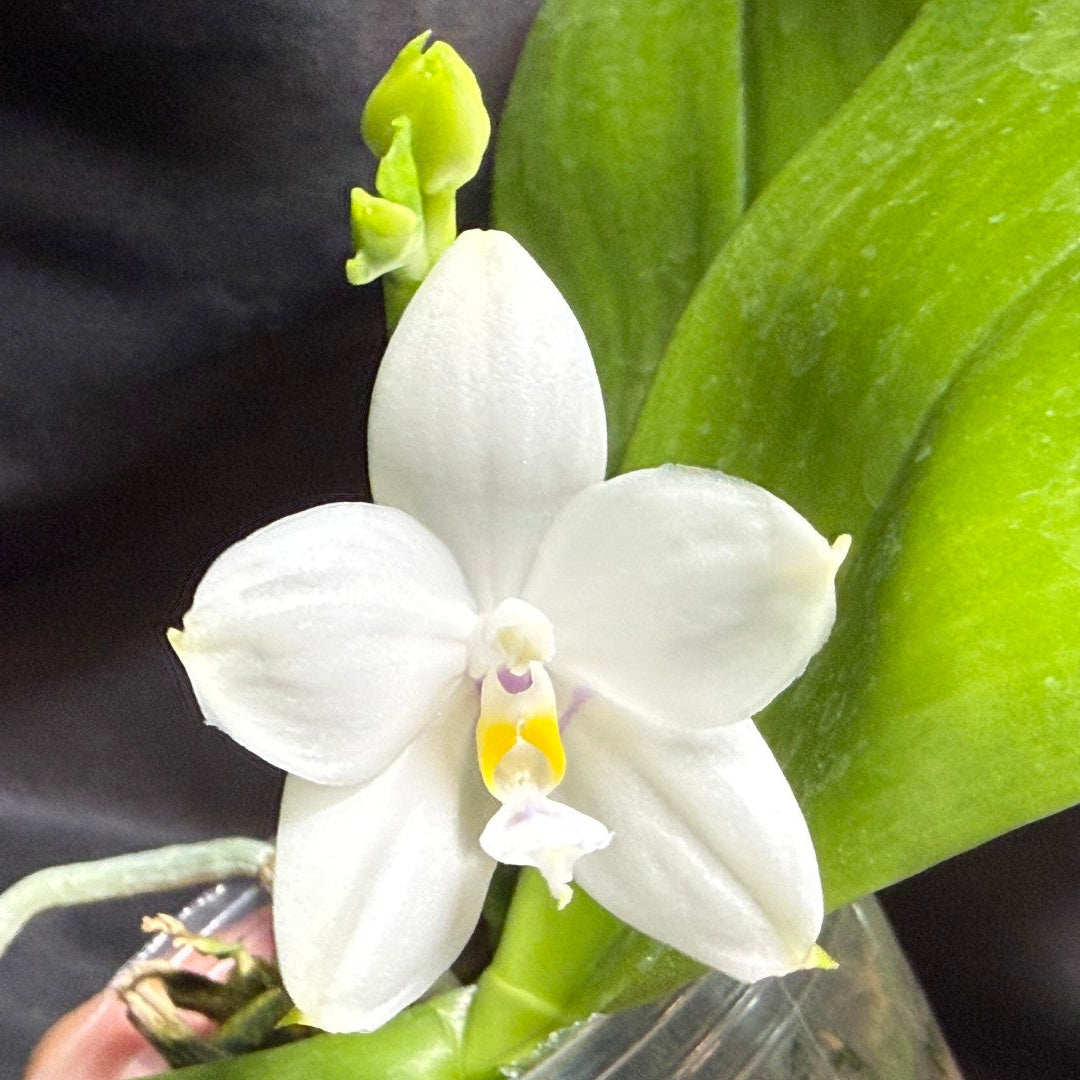 KM3661 Phalaenopsis Lioulin Blue Peacock x sib - Seed Grown 260707-A Flowering 2 spikes