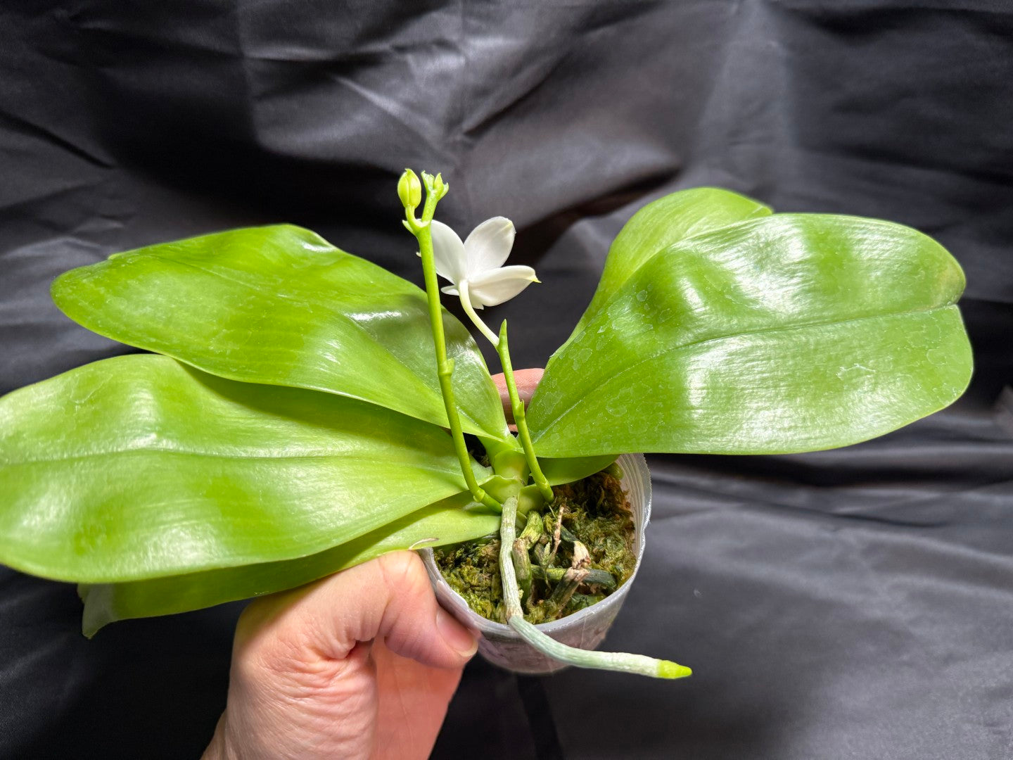 KM3661 Phalaenopsis Lioulin Blue Peacock x sib - Seed Grown 260707-A Flowering 2 spikes