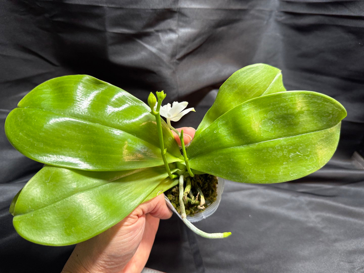 KM3661 Phalaenopsis Lioulin Blue Peacock x sib - Seed Grown 260707-A Flowering 2 spikes
