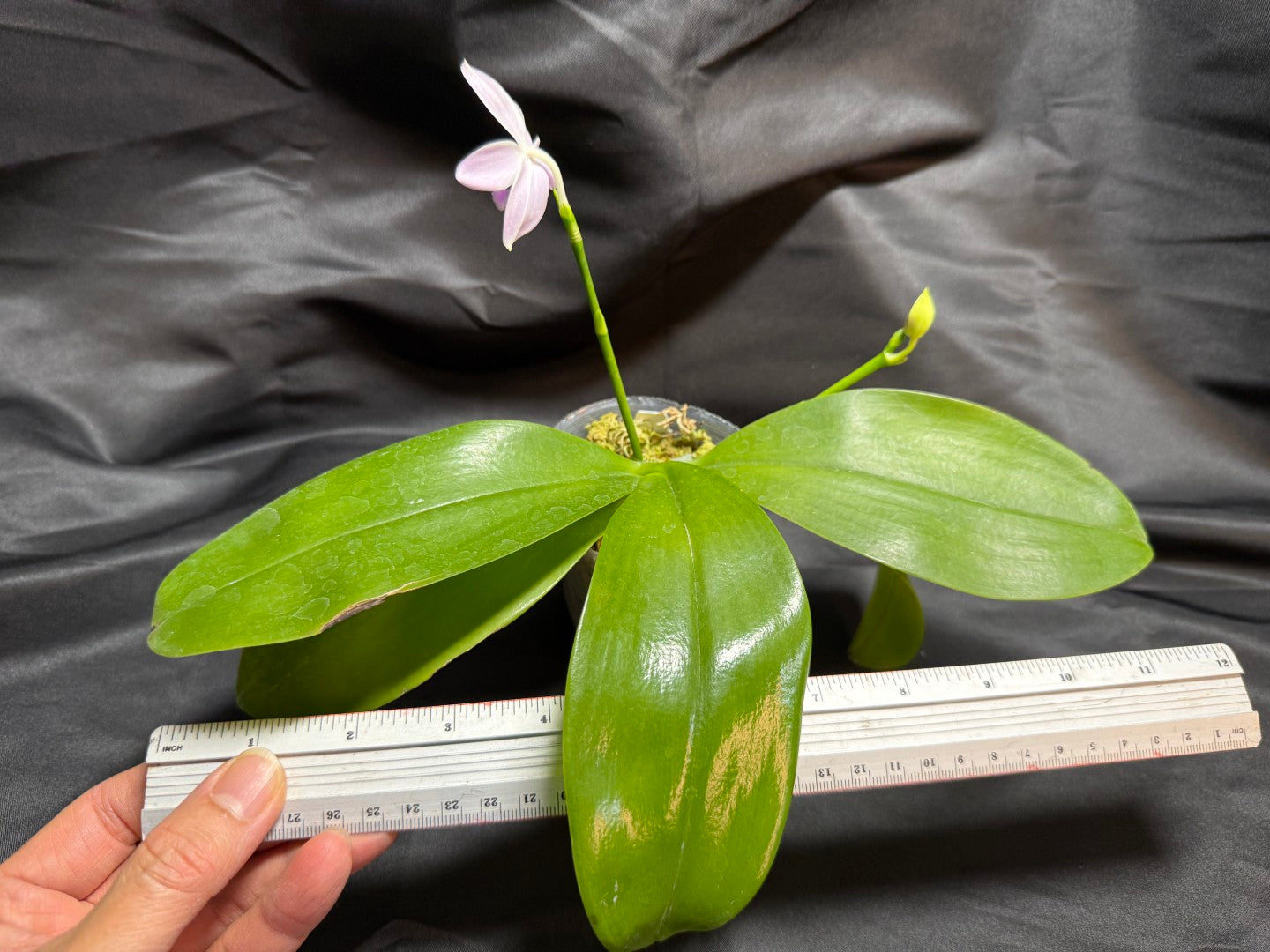 KM3661 Phalaenopsis Lioulin Blue Peacock x sib - Seed Grown 260707-B Flowering 2 spikes