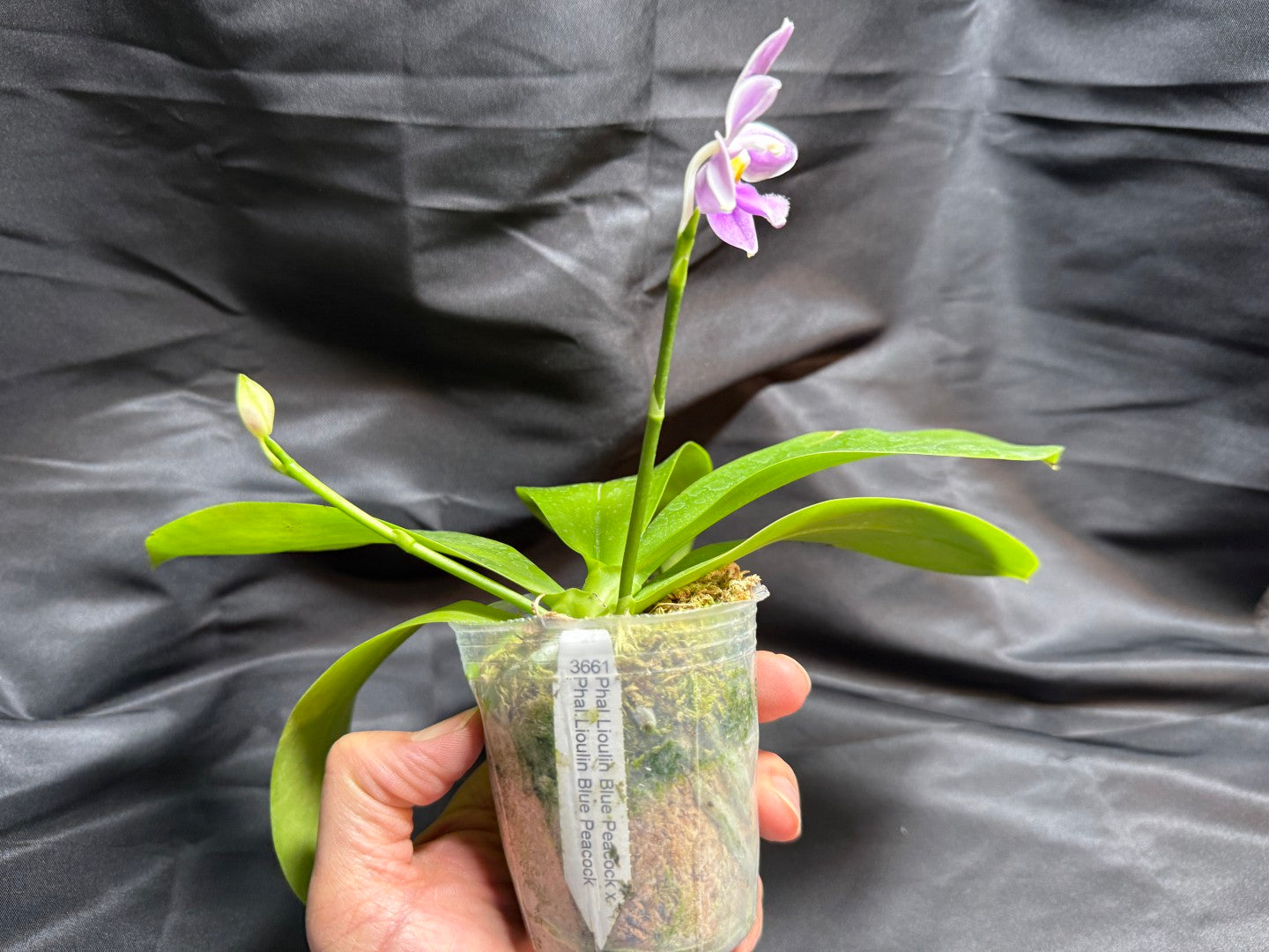 KM3661 Phalaenopsis Lioulin Blue Peacock x sib - Seed Grown 260707-B Flowering 2 spikes