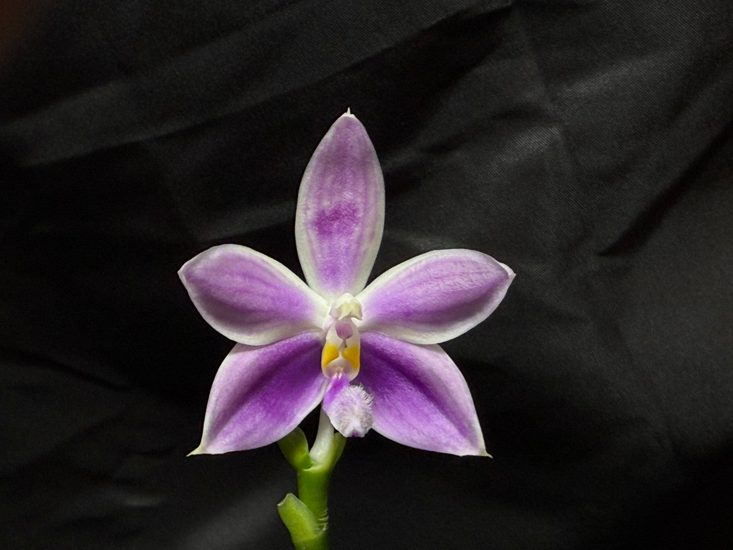 KM3661 Phalaenopsis Lioulin Blue Peacock x sib - Seed Grown 260707-B Flowering 2 spikes