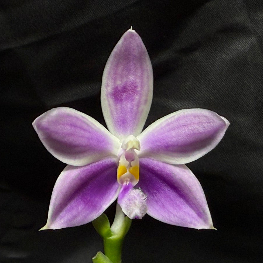 KM3661 Phalaenopsis Lioulin Blue Peacock x sib - Seed Grown 260707-B Flowering 2 spikes