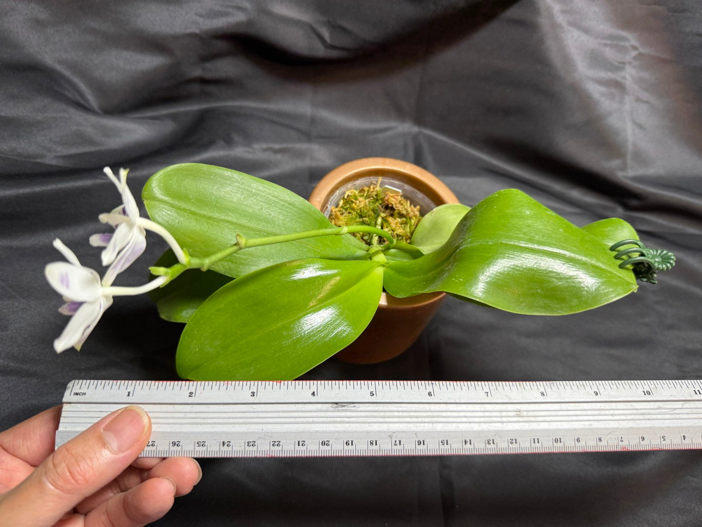 KM3661 Phalaenopsis Lioulin Blue Peacock x sib - Seed Grown 260707-C Flowering