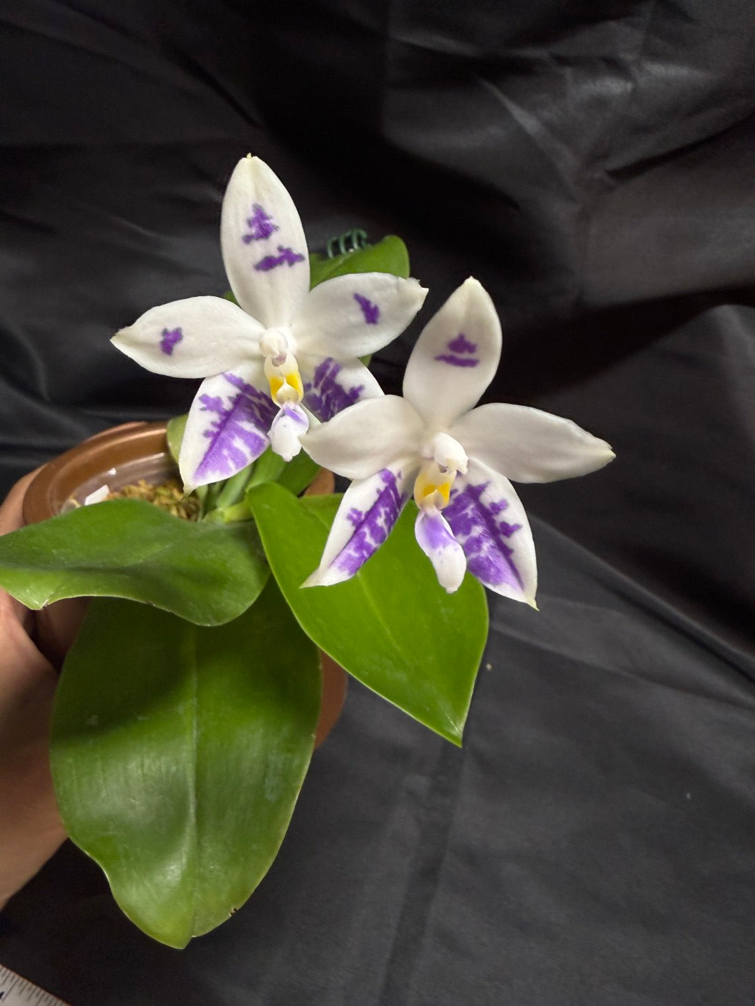 KM3661 Phalaenopsis Lioulin Blue Peacock x sib - Seed Grown 260707-C Flowering