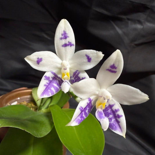 KM3661 Phalaenopsis Lioulin Blue Peacock x sib - Seed Grown 260707-C Flowering