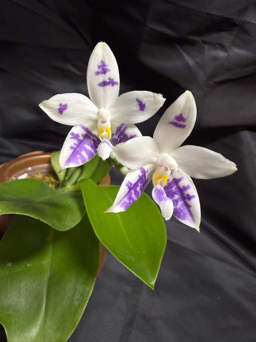 KM3661 Phalaenopsis Lioulin Blue Peacock x sib - Seed Grown 260707-C Flowering