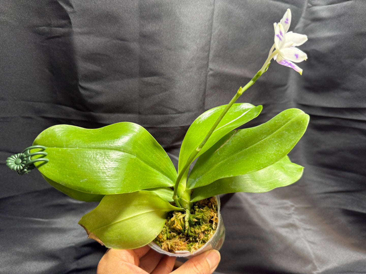 KM3661 Phalaenopsis Lioulin Blue Peacock x sib - Seed Grown 260707-C Flowering