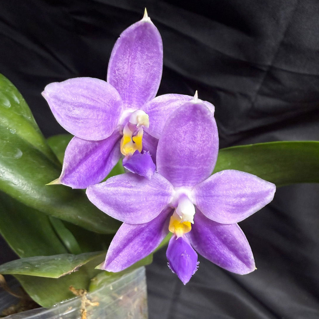 KM3689 Phalaenopsis LL Blue Wave - Seed Grown 260707 Flowering