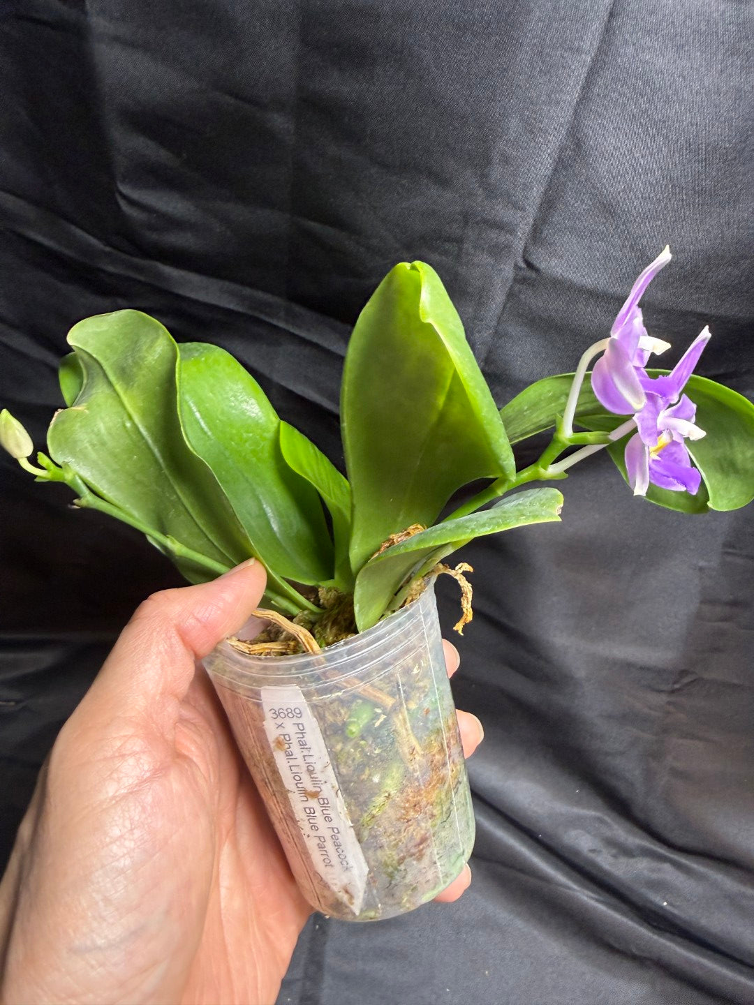 KM3689 Phalaenopsis LL Blue Wave - Seed Grown 260707 Flowering