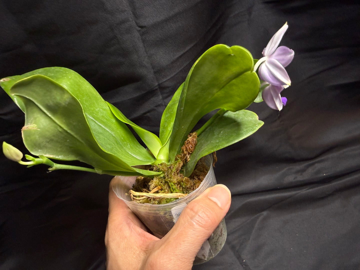KM3689 Phalaenopsis LL Blue Wave - Seed Grown 260707 Flowering