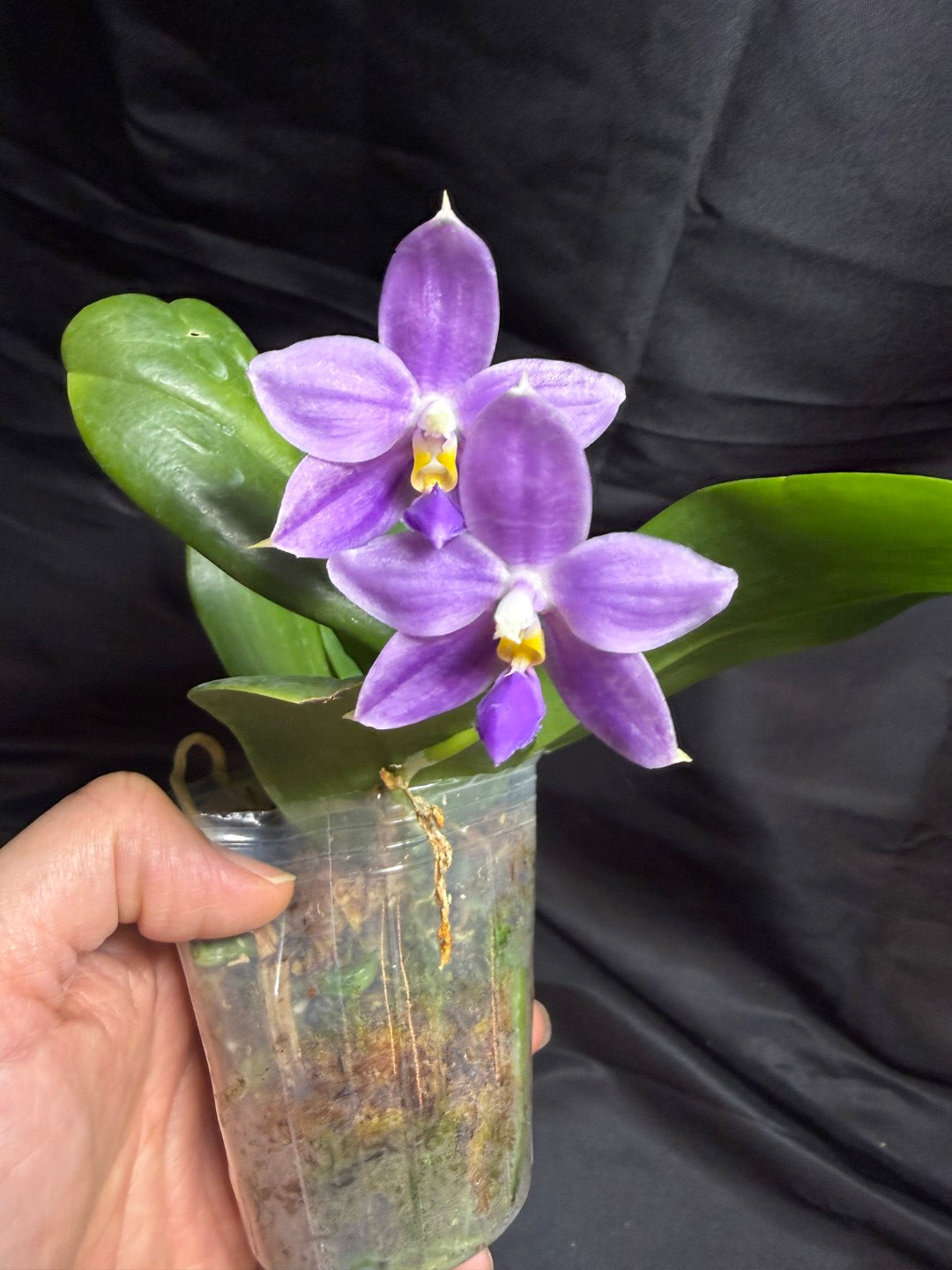 KM3689 Phalaenopsis LL Blue Wave - Seed Grown 260707 Flowering