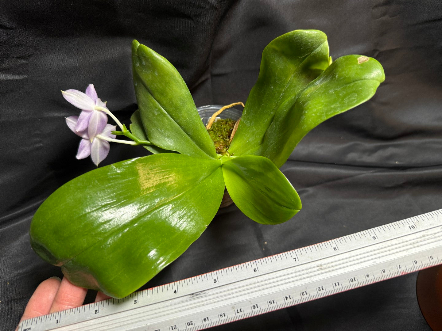 KM3689 Phalaenopsis LL Blue Wave - Seed Grown 260707 Flowering