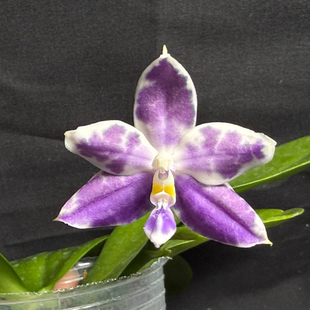 KM3689 Phalaenopsis LL Blue Wave - Seed Grown 260708 Flowering