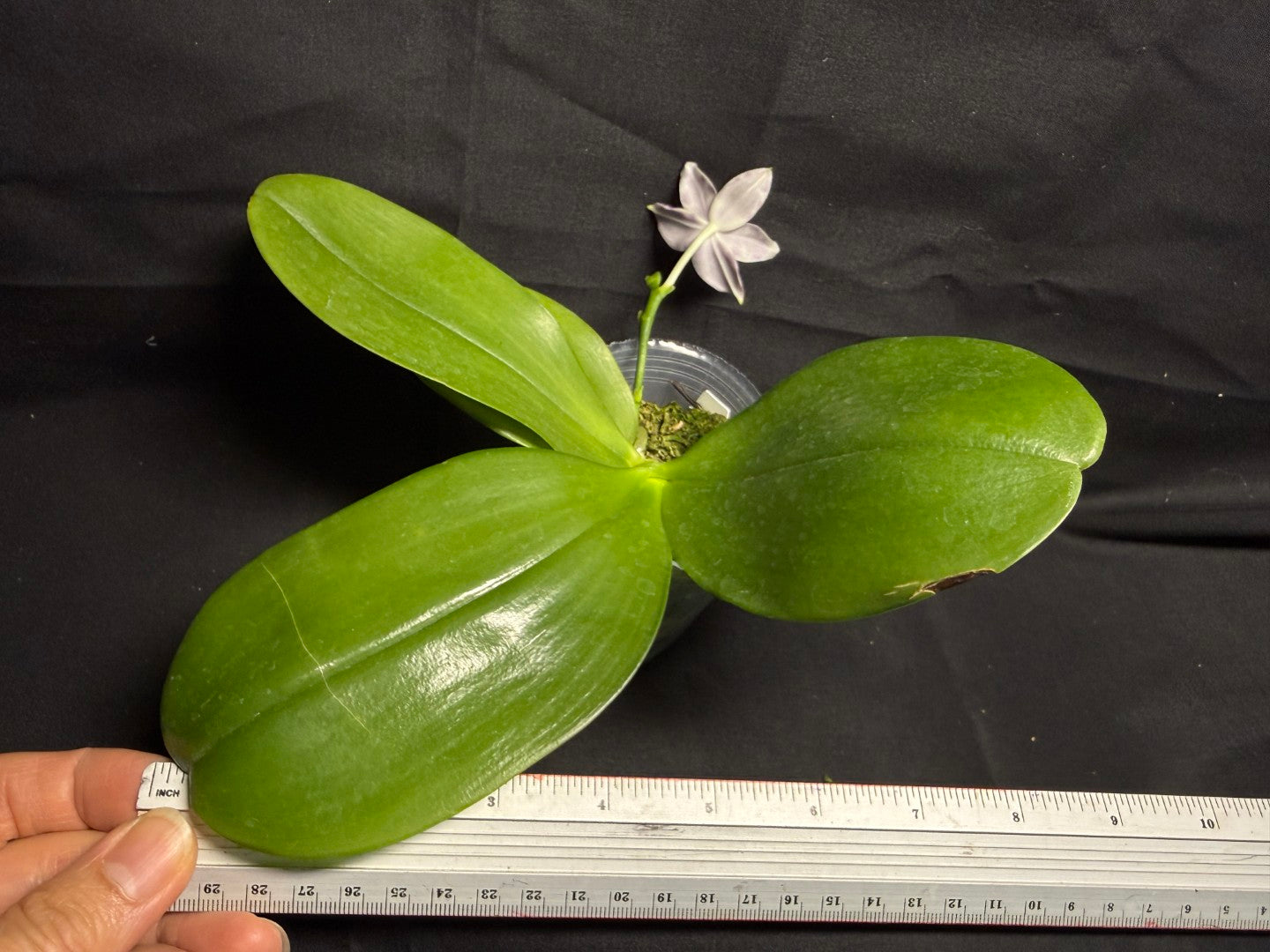 KM3689 Phalaenopsis LL Blue Wave - Seed Grown 260708 Flowering