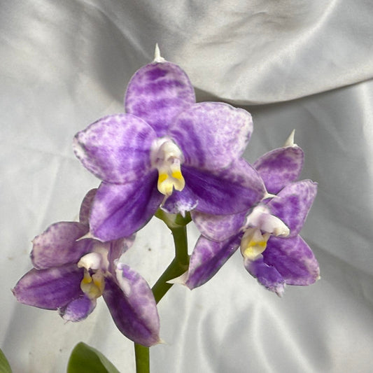 A close-up of a purple and lavender variegated Phalaenopsis orchid with yellow and white labium, set against a draped white satin fabric background.