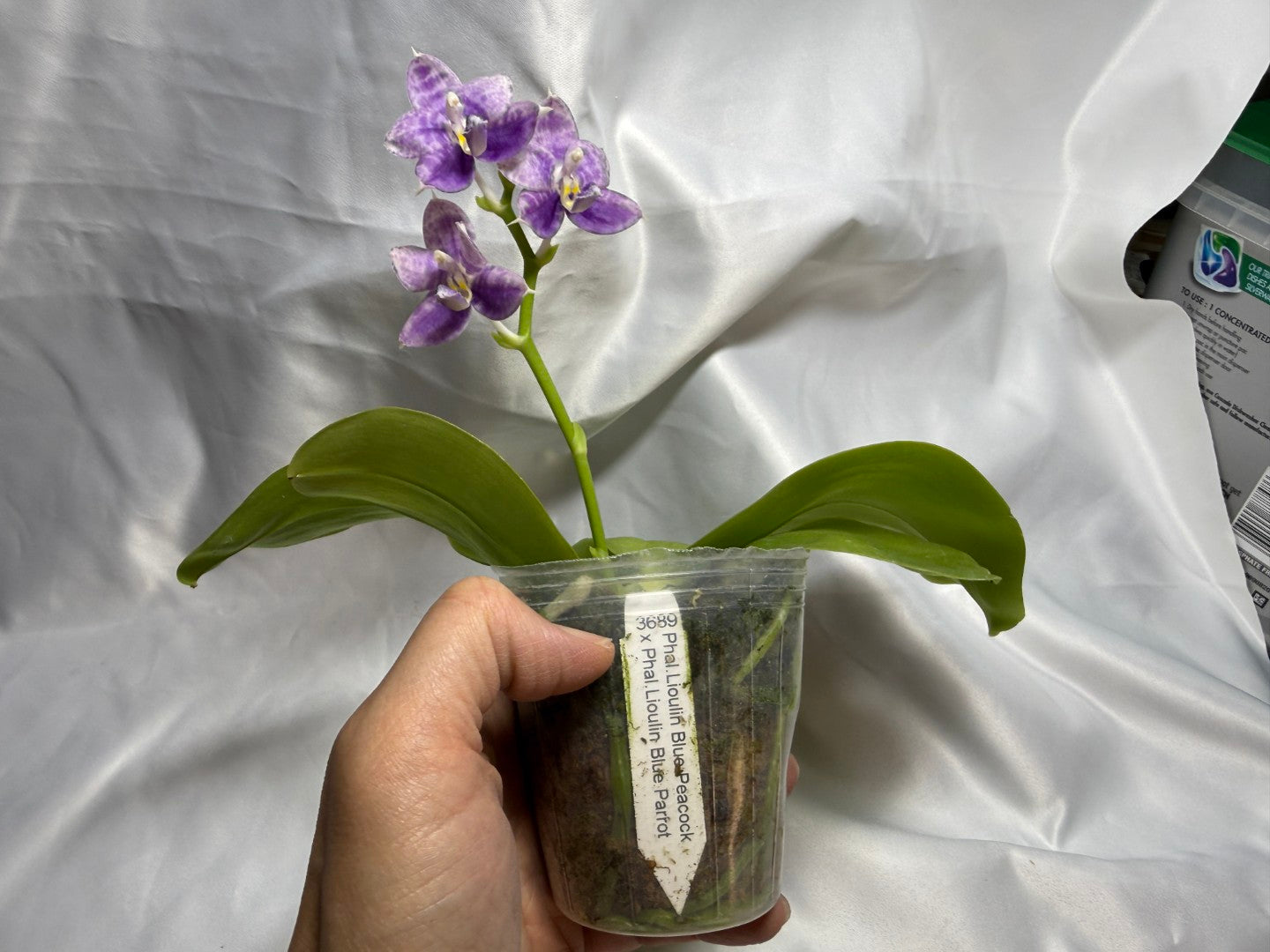 KM3689 Phalaenopsis LL Blue Wave - Seed Grown 260811 Flowering