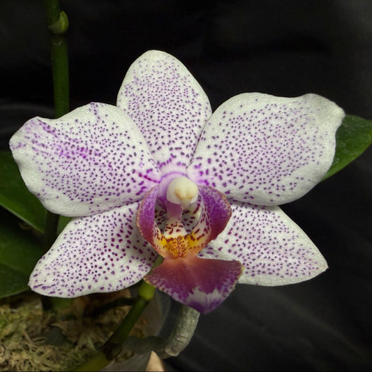 KM3696 Phalaenopsis (LL Purple Beta x Penang Jewel) 260707 Seed Grown Flowering
