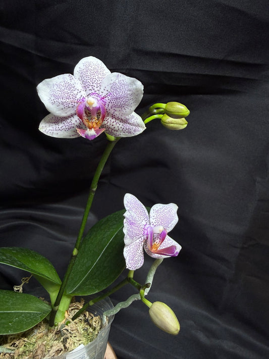 KM3696 Phalaenopsis (LL Purple Beta x Penang Jewel) 260707 Seed Grown Flowering
