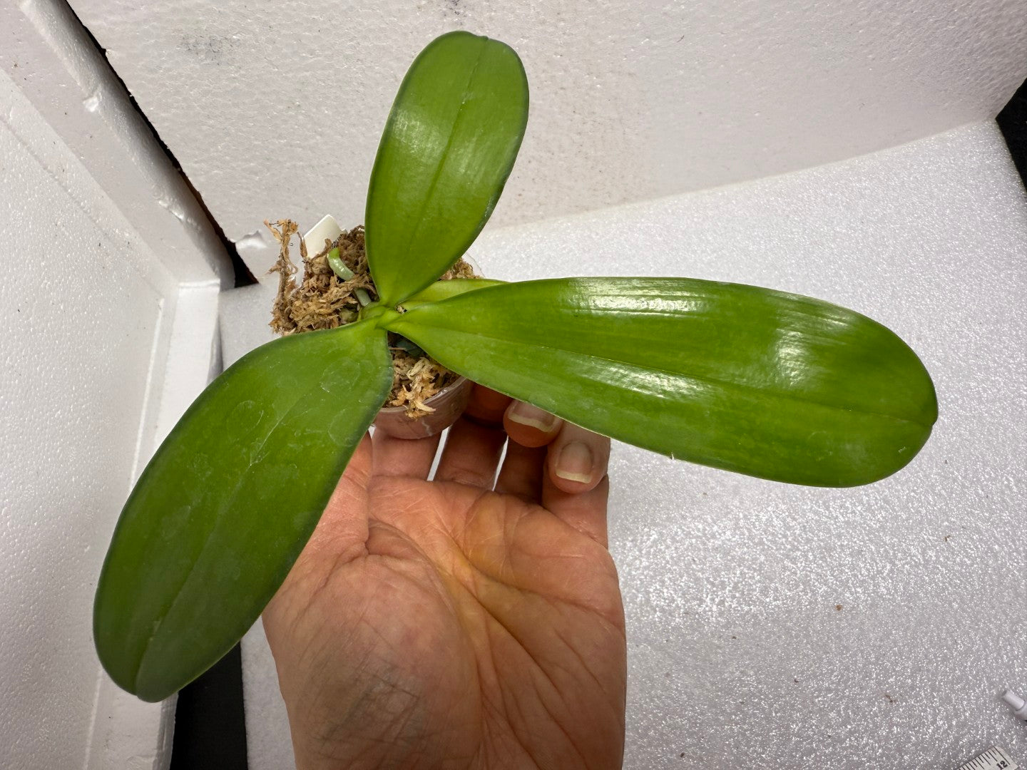 Phalaenopsis (Lioulin Blue Pheasant x Penang Jewel) - Seed Grown