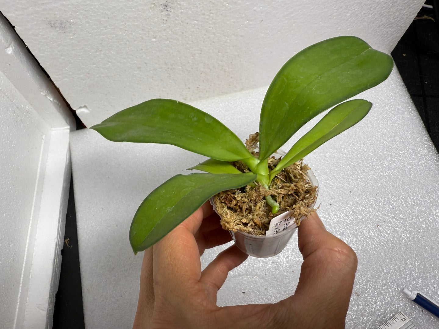 Phalaenopsis (Lioulin Blue Pheasant x Penang Jewel) - Seed Grown