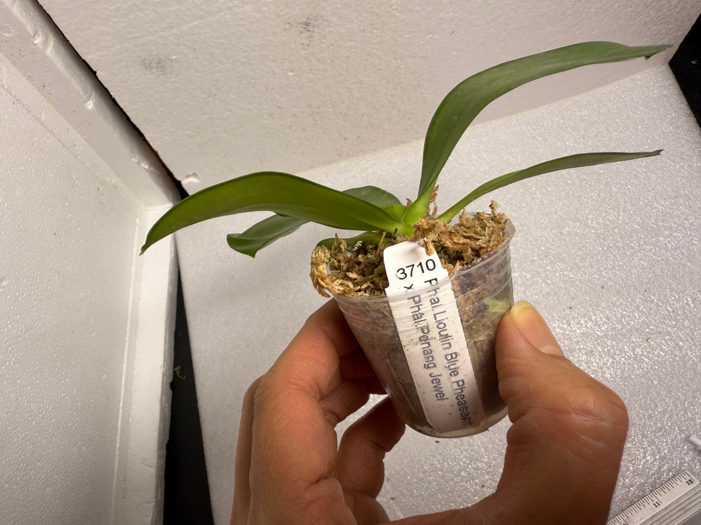 Phalaenopsis (Lioulin Blue Pheasant x Penang Jewel) - Seed Grown