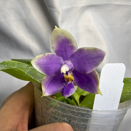 Phalaenopsis (Lioulin Blue Pheasant x Penang Jewel) 260426 Seed Grown Flowering