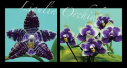 Phalaenopsis (Lioulin Blue Pheasant x Penang Jewel) - Seed Grown