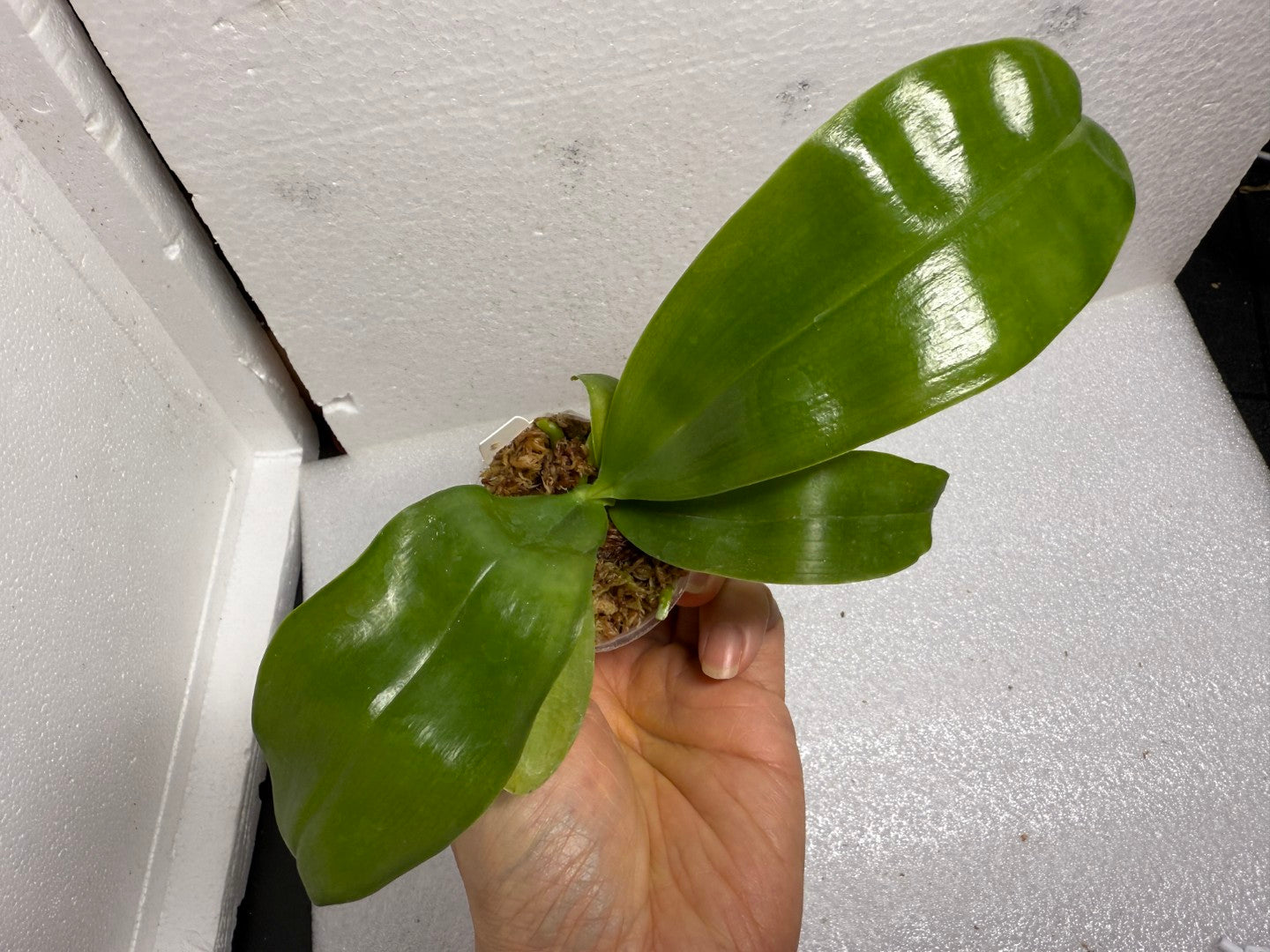 Phalaenopsis (Lioulin Blue Magpie x Penang Jewel) - Seed Grown