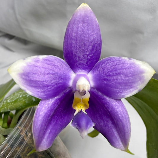 Phalaenopsis (LL Blue Magpie x Penang Jewel) 260417 Flowering