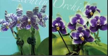 Phalaenopsis (Lioulin Blue Magpie x Penang Jewel) - Seed Grown