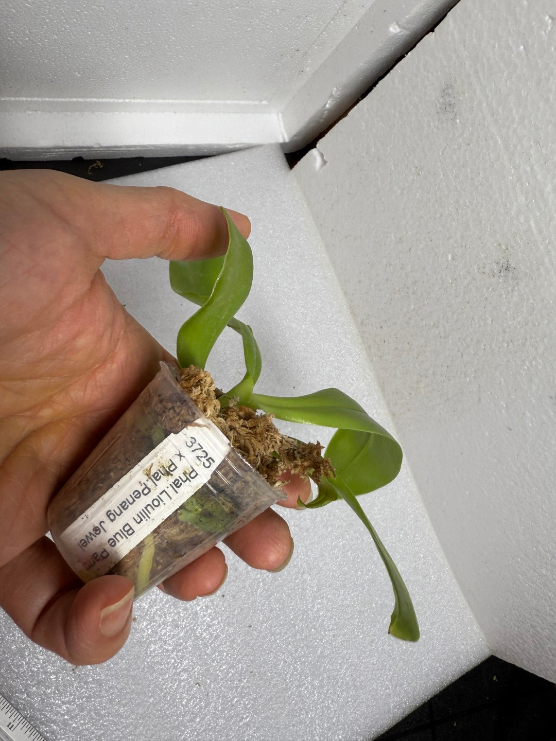 Phalaenopsis LL Blue Kirin - Seed Grown