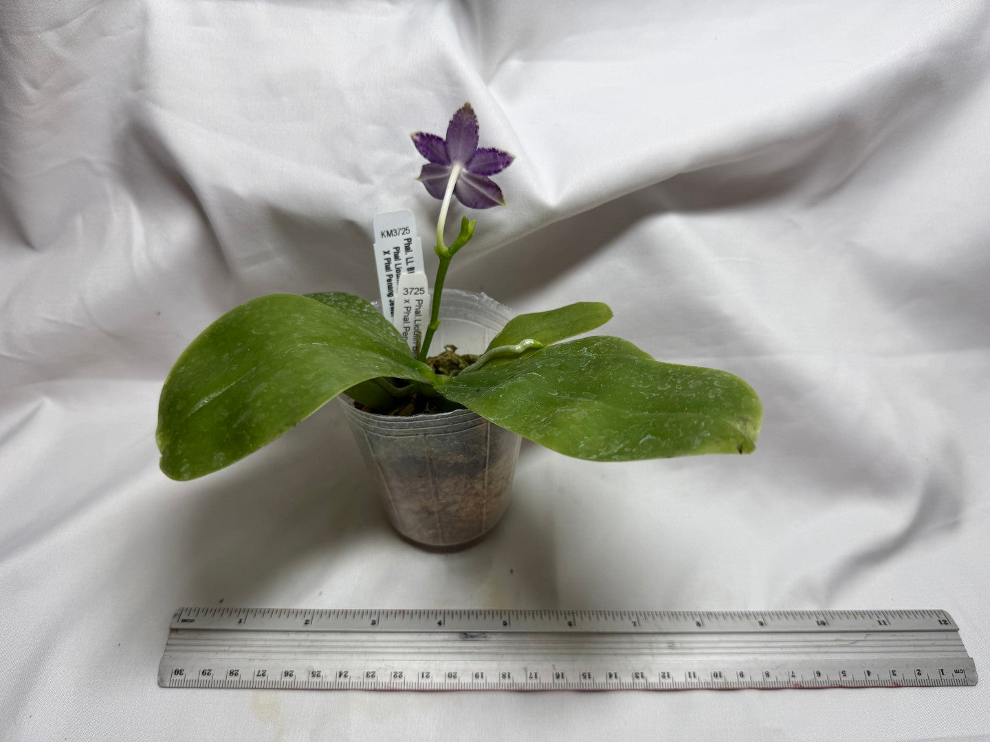 KM3725 - Phalaenopsis LL Blue Kirin - Seed Grown 260812 Flowering