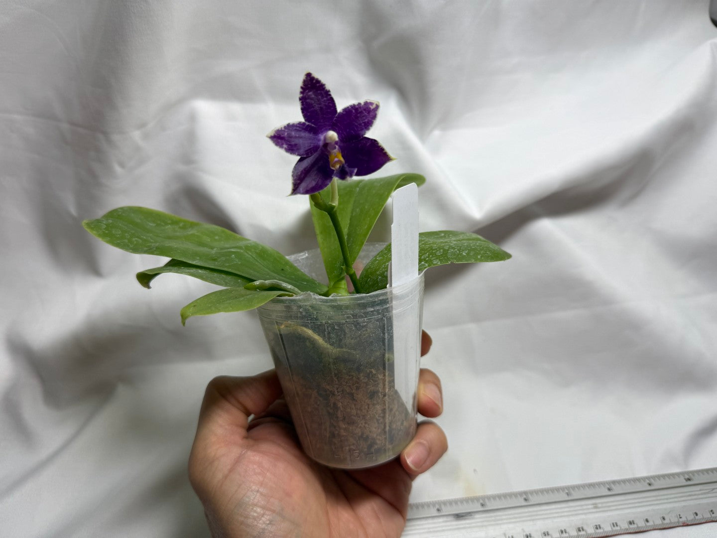 KM3725 - Phalaenopsis LL Blue Kirin - Seed Grown 260812 Flowering