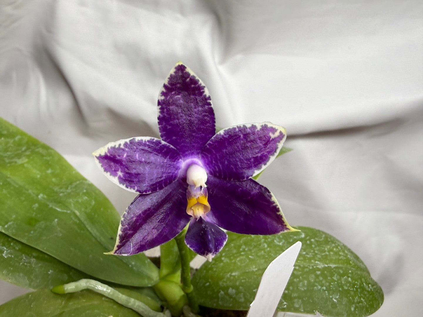 KM3725 - Phalaenopsis LL Blue Kirin - Seed Grown 260812 Flowering