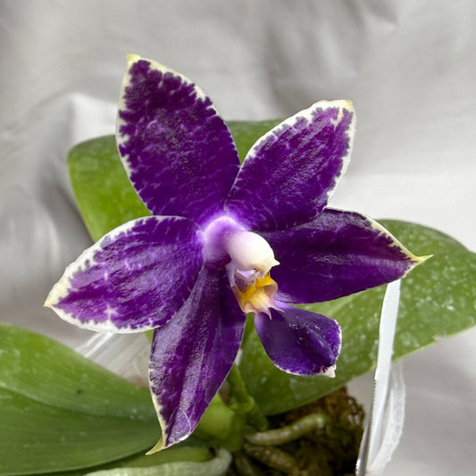 A close-up of a purple and white orchid flower with green leaves, growing in a small pot against a light gray fabric background.