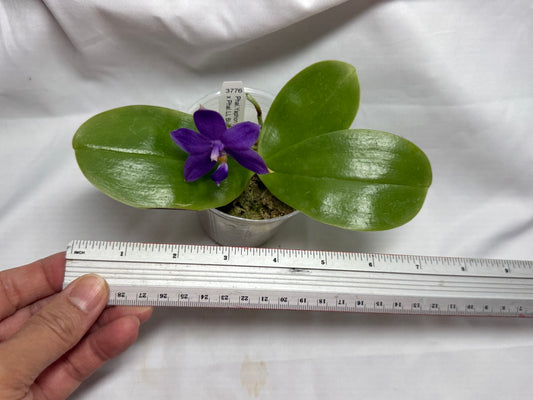 KM3776 Phalaenopsis (Yaphon Blue Bird x LL Blue Jaquar) - Seed Grown 260812 Flowering