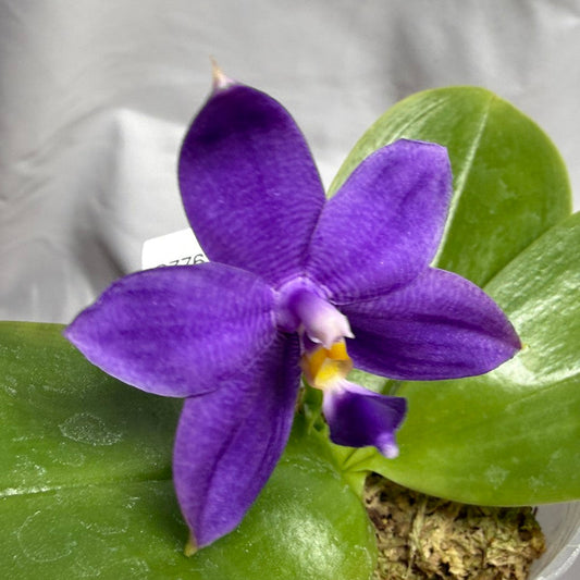 A close-up of a purple orchid flower with large green leaves in a clear plastic pot filled with bark, photographed against a light gray fabric backdrop.