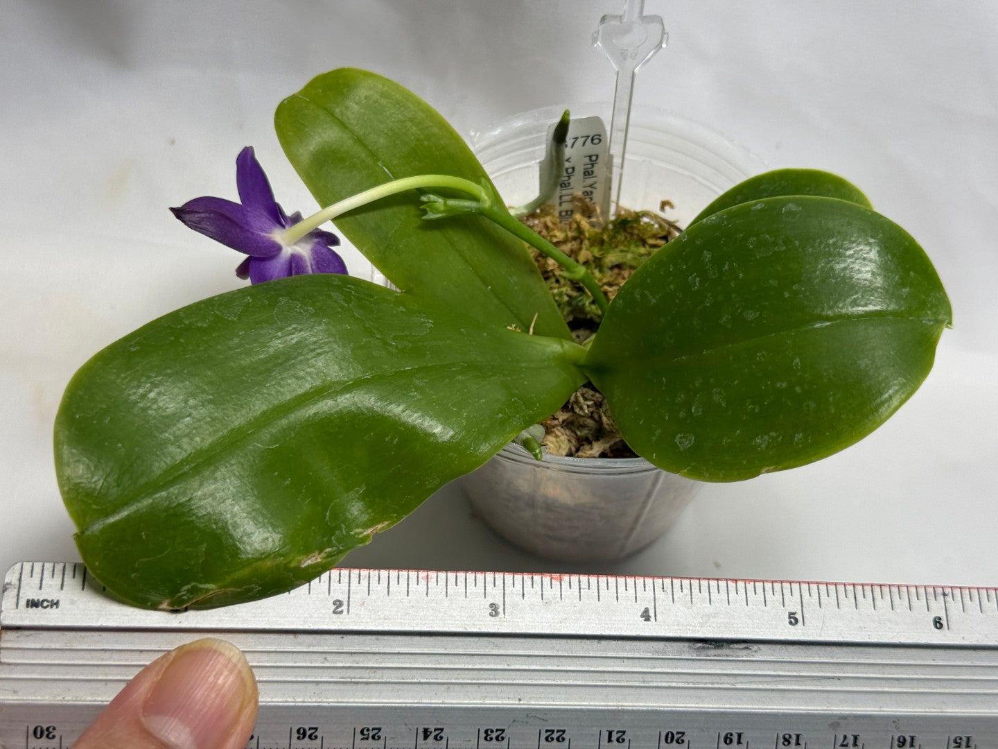 KM3776 Phalaenopsis (Yaphon Blue Bird x LL Blue Jaquar) - Seed Grown 260816 Flowering