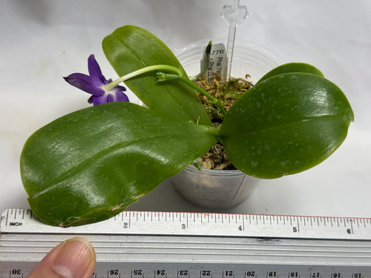KM3776 Phalaenopsis (Yaphon Blue Bird x LL Blue Jaquar) - Seed Grown 260816 Flowering