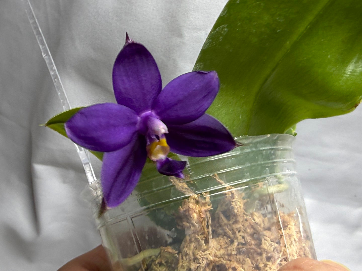 KM3776 Phalaenopsis (Yaphon Blue Bird x LL Blue Jaquar) - Seed Grown 260816 Flowering