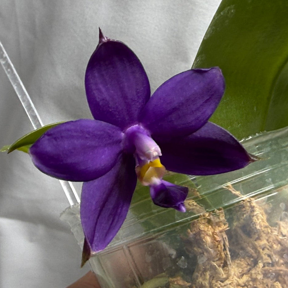 A close-up of a vibrant purple orchid flower blooming from a clear plastic pot filled with brown sphagnum moss, held by a hand against a white fabric background.